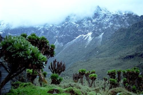 Rwenzori, Uganda (Mountains Of The Moon)