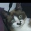 fluffydog43