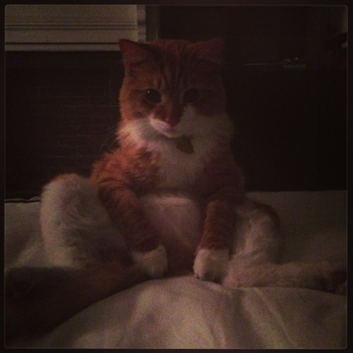 Battlestar pose