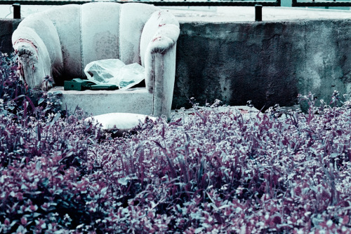 Lomochrome Purple