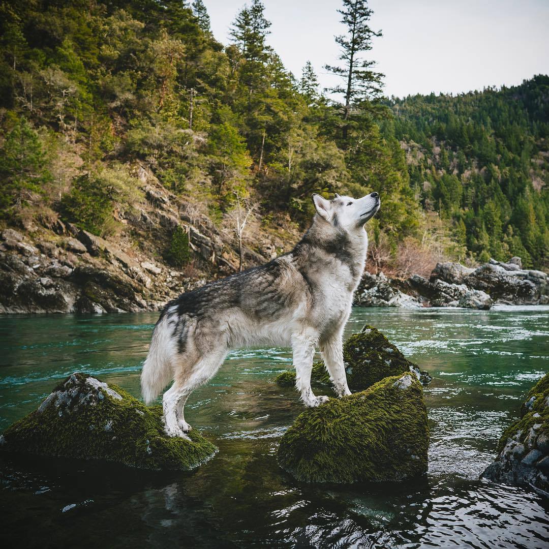 dadpat-tactual:  aww-so-pretty:  Meet Loki the wolfdog   Y’all just gonna breeze