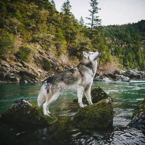 dadpat-tactual:  aww-so-pretty:  Meet Loki the wolfdog   Y’all just gonna breeze right by the Bigfoot pelt the dog is snuggled up on in the 4th pic huh