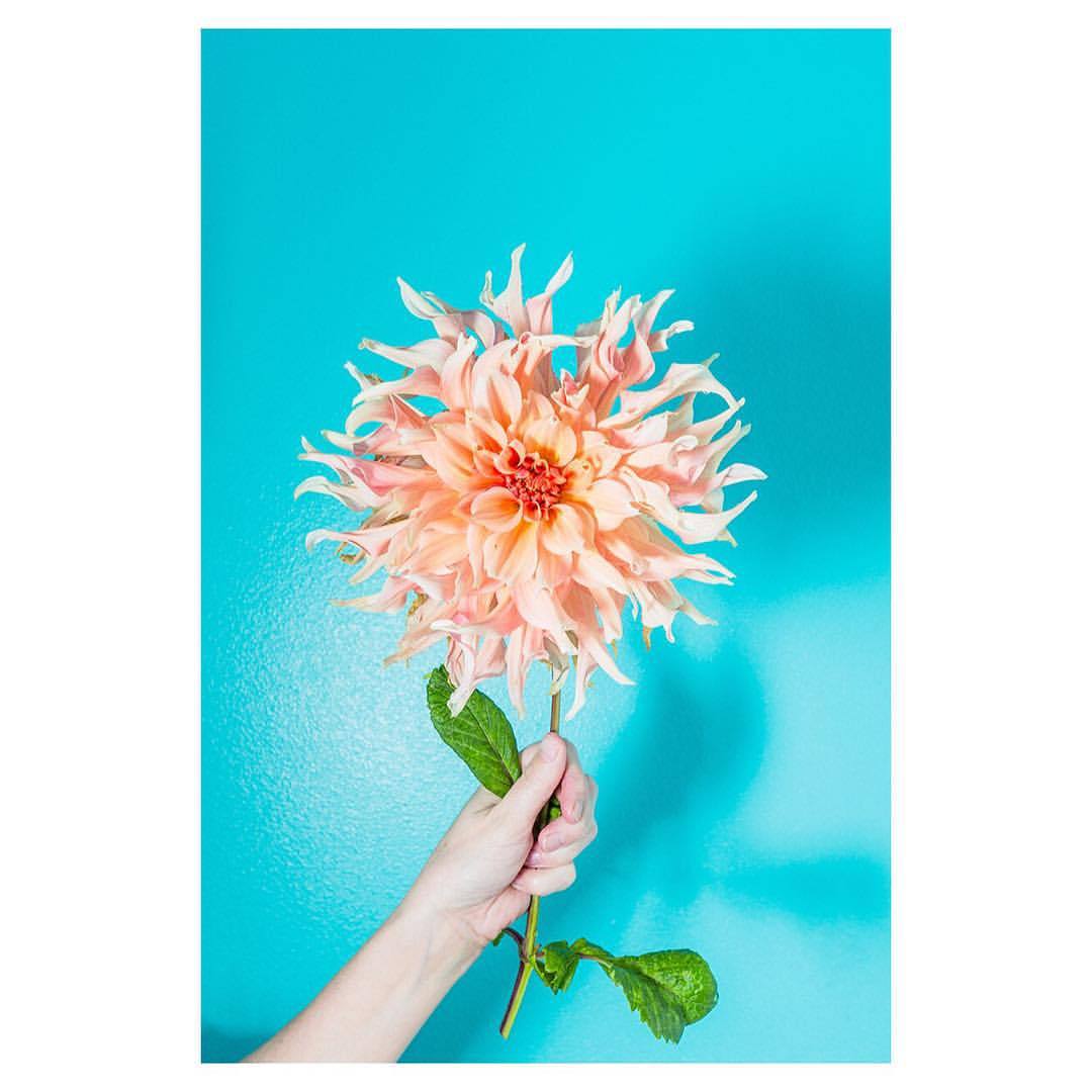 A photo I made while taking over @thephotographicdictionary a couple months back.
#color #flora #canon #stilllife #dahlia