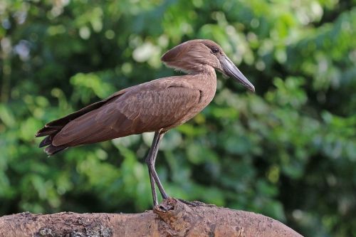 typhlonectes:Hamerkop (Scopus umbretta), found in Sub-Saharan Africa and western Arabian PeninsulaTh