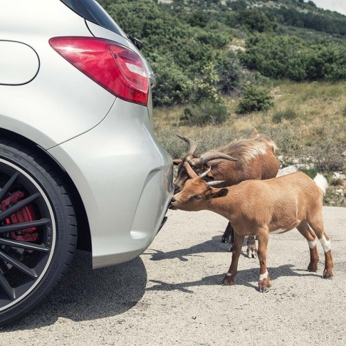 jamesbong00420:lol-its-paul:mercedesbenz:They crave that mineral.The A 45 AMG shot by Mario-Roman La