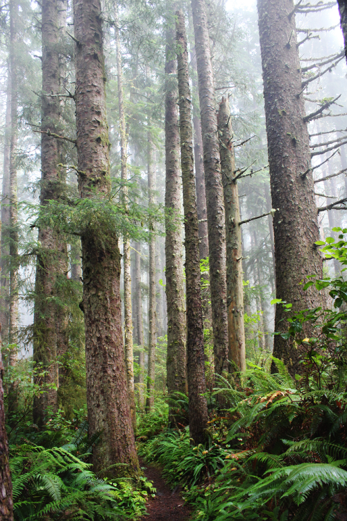 bright-witch: ◈ Pacific Northwest photography by Michelle N.W. ◈ ◈ Print Shop ◈ Blog ◈ Flickr ◈ ◈ Pl