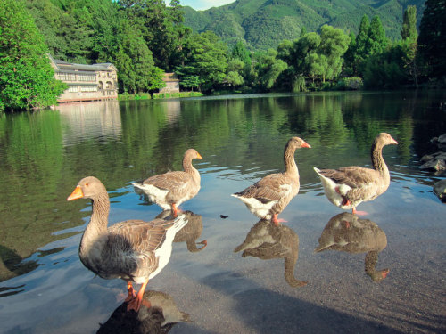 Geese bathing Yufunin, Japan
