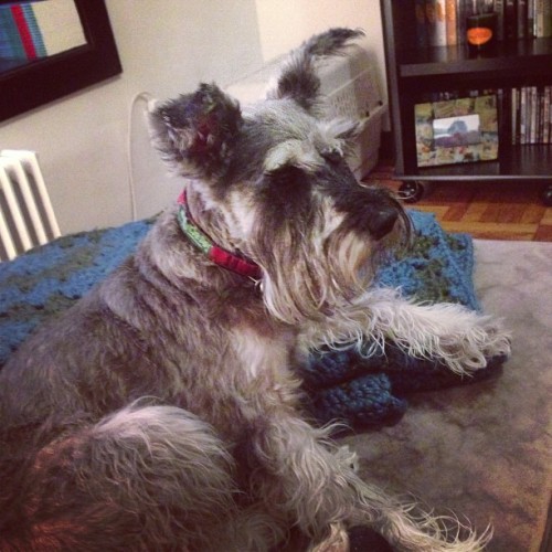 Sebastian got a bath for our visitors this week :-) #puppyporn #nyc #sugarhill #harlem #schnauzer (a