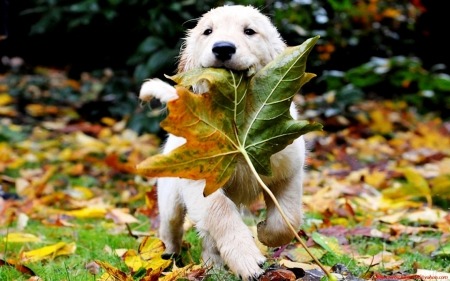 thedailywag:  Follow me for more cute doggies and puppies! http://thedailywag.tumblr.com/