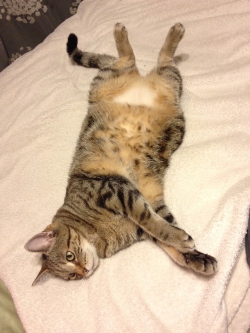 My two kitty cats, Izzy and Mageria(submitted by kaleidoscopeofstuff)