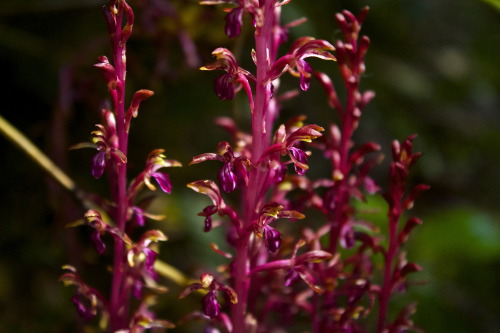 Corallorhiza mertensiana - Coral Root Orchid This species of orchid, native to the rain forests of B