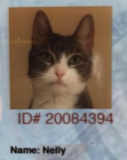 catsonweb:  My cat had to get an ID for our