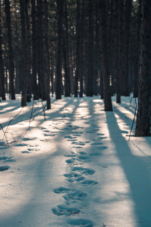 Into the Woods // Sandilands Provincial Forest // MB- by Ryan Jackman