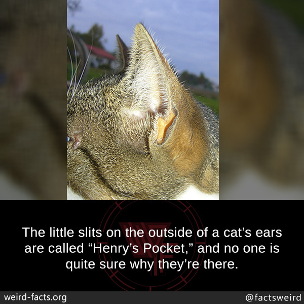 mindblowingfactz:  The little slits on the outside of a cat’s ears are called “Henry’s