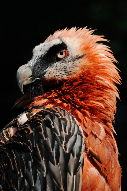 nachtgeist:“Bearded Vulture” by C. Maurer