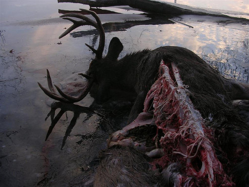howtoskinatiger:  dead deer 2 by Gregory Johnson on Flickr. 
