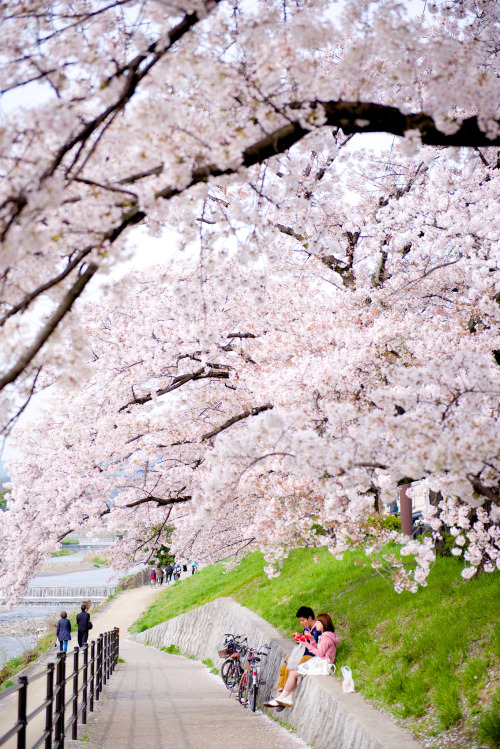 I&rsquo;m loving it! Cherry Blossoms KyotoBy : Ryosuke Yagi