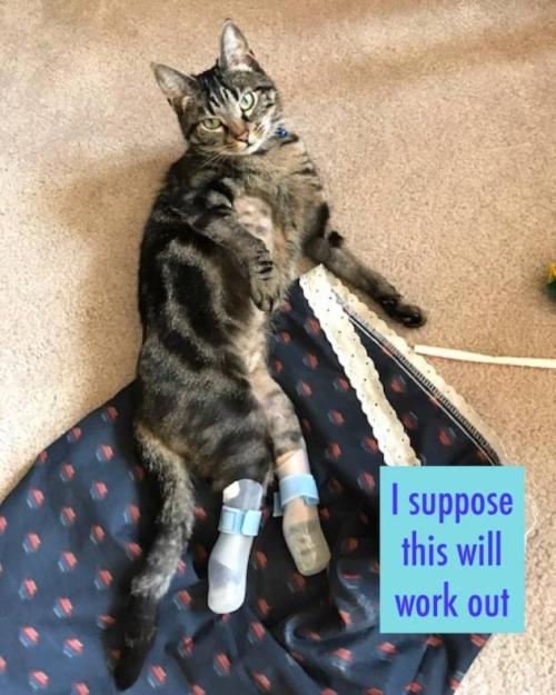 [TOP IMAGE DESCRIPTION: a dark brown tabby is laying on a gray brown carpet. her back two legs are c