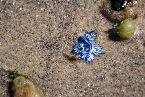 alexmurison:  This past month has been the spawning season for the Great Barrier Reef so there’s been a lot of activity going on in the water and lots of unusual and amazing creatures appearing on the coastline. Including these beautiful Blue Glaucus