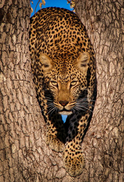 wowtastic-nature:  Leopard in Tree by  Susan