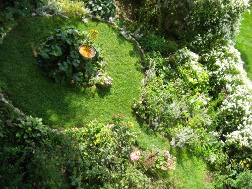 Garden with clematis fence.The boltonia, the autumn heuchera, and the black cohosh are just starting