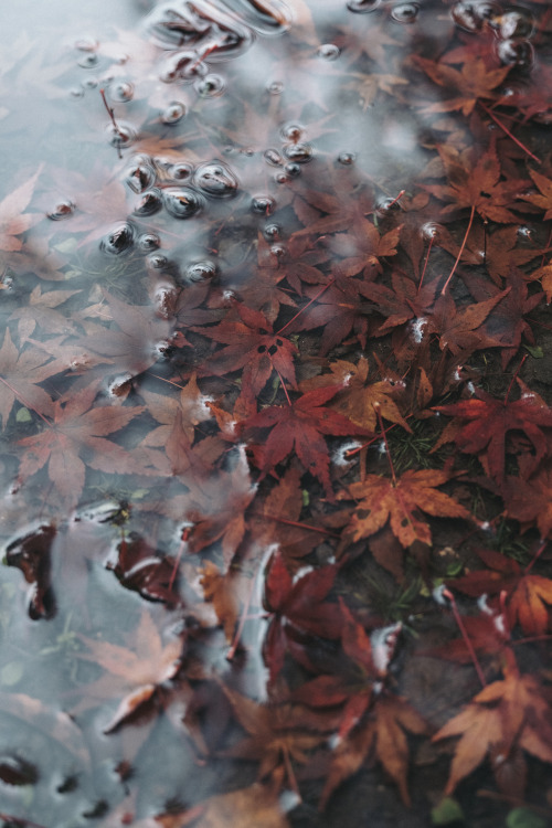Late Autumn Scenery撮影日から間はあきつつ晩秋の愛宕念仏寺。あたご と書いて おたぎ と読みます。なぜかは説明できませんけど。 #京都 #嵯峨野 #愛宕念仏寺 #FUJIFILM #