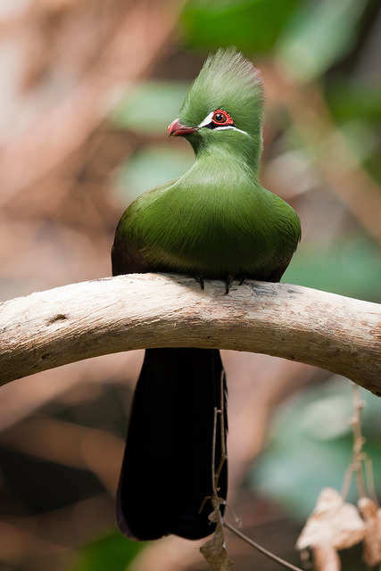 fairy-wren:  green turaco, or guinea turaco (photos by aj havercamp) 