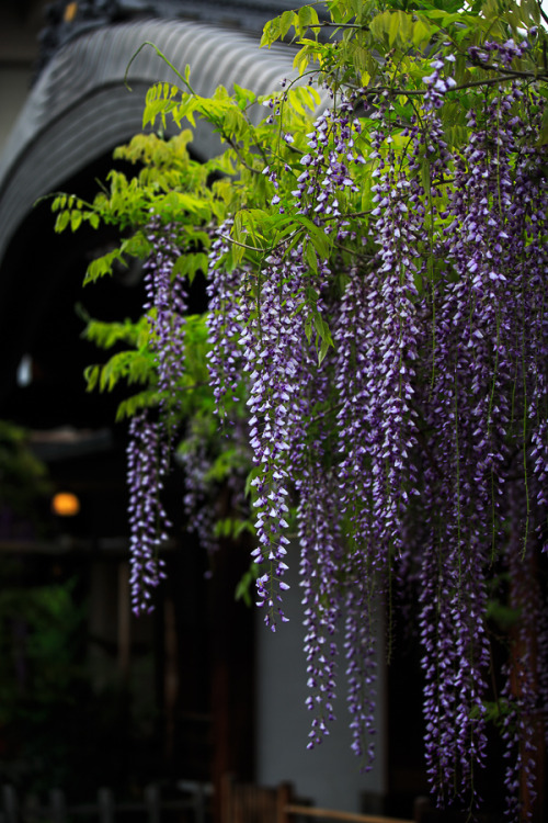 tanuki-kimono: Wisteria at Kasuga shrine, by Prado