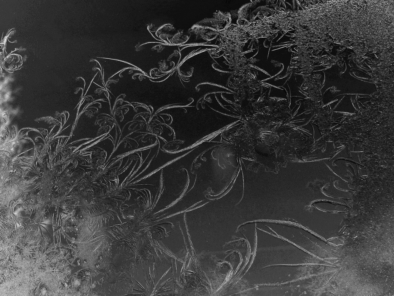 laramsey:  Frost formations on my window. Frost can be beautiful. 