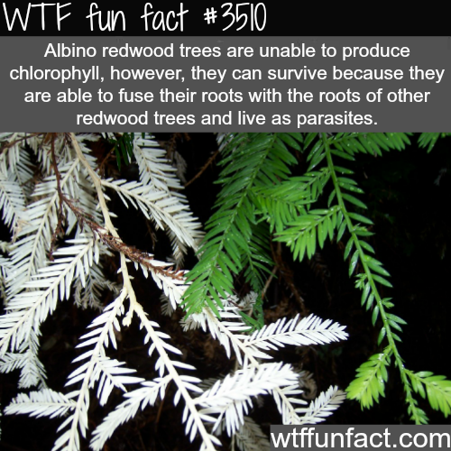 wtf-fun-factss:Albino redwood, an how they survive without chlorophyll -  WTF fun facts