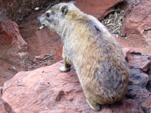The Rock Hyrax, Also Called Dassie, Cape Hyrax, Rock Rabbit, And (in The King James Bible) Coney, Is