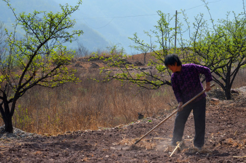 A peasant woman working her fields, located near Nangudong Reservoir, in the Taihang Mountains, Chin