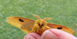 britsnana2:  6/12/15 Lepidoptera - Automeris Species io (Io Moth - Hodges#7746) Other Common Names Peacock Moth .Size Wingspan 5-8cm (1) Caterpillars may grow to 7cm,Identification White  filled, black and blue eyespots are hindwing are distinctive.