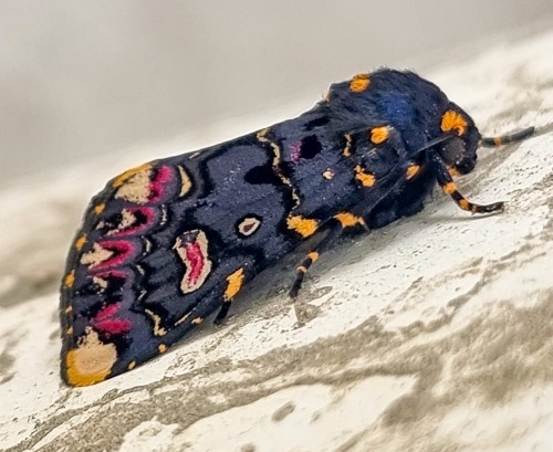 Indian Lily Moth (Polytela Gloriosae), Family Noctuidae, Odisha, India
