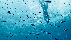lucasbryants:       [8/10] movies → Pirates Of The Caribbean: The Curse Of The
