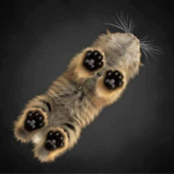 awwww-cute:  These paws drive me crazy (Source: