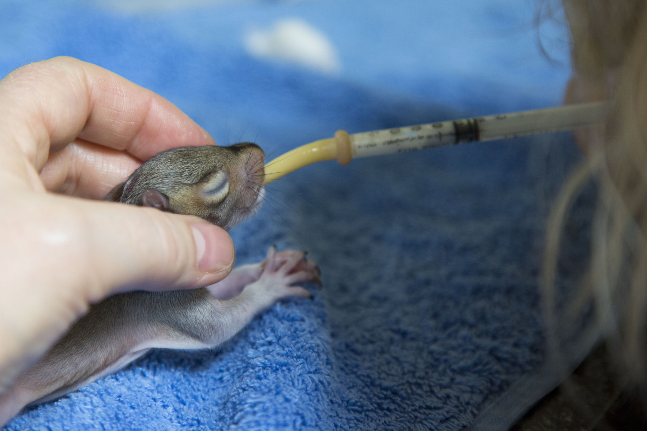 wildlifeaid: More new lives!  We had two baby squirrels admitted yesterday  after