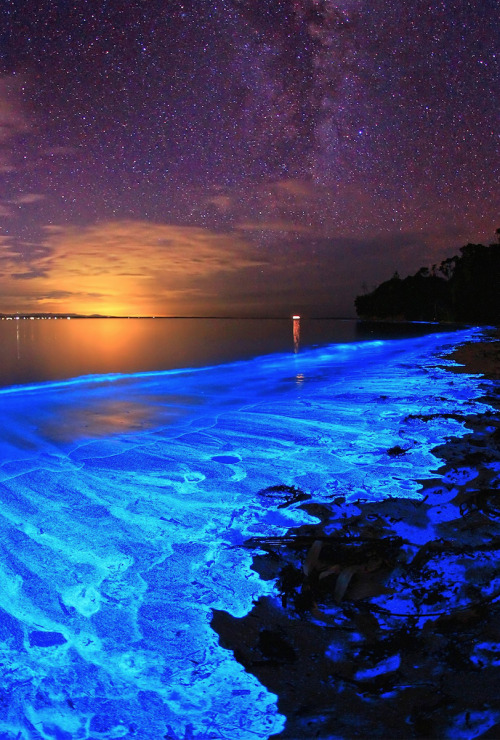 nubbsgalore:the bioluminescent noctiluca scintillans – an algae known otherwise as sea sparkle – of 