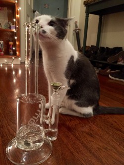 blow-dro-getweird:  Flow Sci Glass. Archer approved 👍