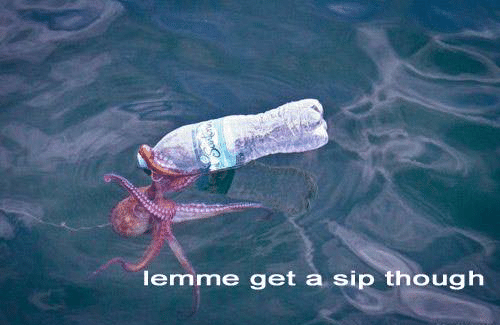 courtesycalling:today is international octopus day