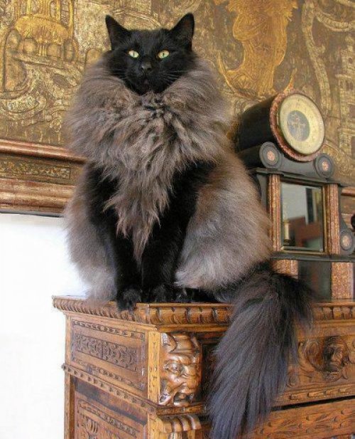 charlotteness:  whatifitactuallyworks:  collegehumor:  Fancy Cat Looks Like It’s Wearing a Fur Vest Now get me my nip.  I don’t understand why collegehumor posted this but guys look at the giant fluffmonster  Gimmie