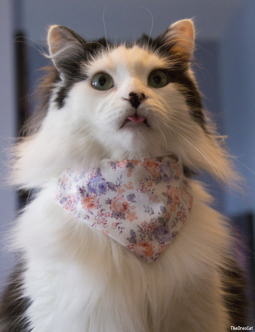 theoreocat:A collection of bleps