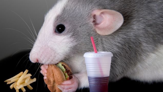 thatoneratguy:  Have you seen… THIS IMAGE? .You’re welcome.  