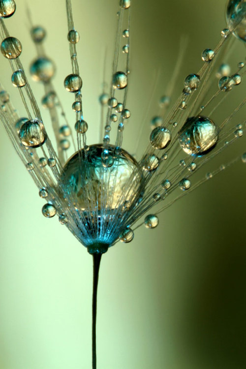 odditiesoflife:  Dew-Soaked Dandelions Anything porn pictures