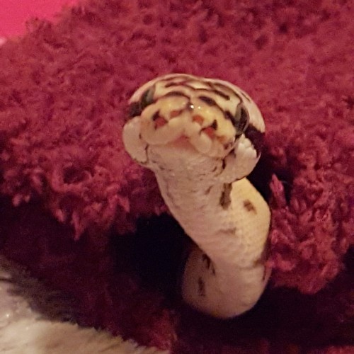 The almighty bumble ♡