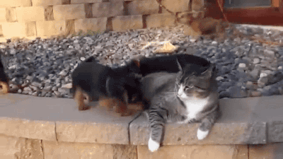 gifsboom:Puppies Try to Play With Indifferent Cat.[video]