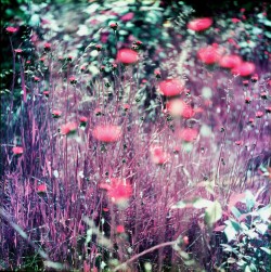 nickandersonphotography:  Wildflowers //