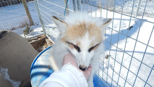 If there’s one thing I love about foxes, among other things, is how fluffy they get in the winter, e