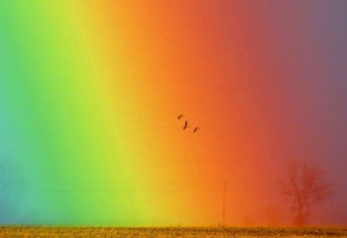 Flying through a RainbowA rainbow and a flock of Canada geese provided an incredible photo opportuni