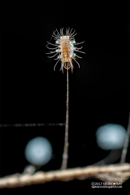 onenicebugperday:Lacewing larvae emerging from eggs, ChrysopidaePhotographed in Singapore by Nicky B